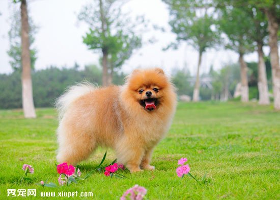 防止博美犬和陌生狗狗打架的三大絕招