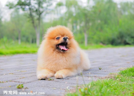 博美犬咬人怎麼辦？糾正博美狗咬人惡習的訓練方法