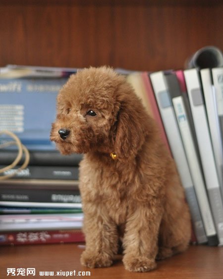 泰迪犬能識字嗎？泰迪犬識字訓練？