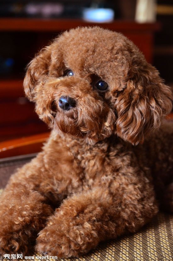泰迪犬作揖的訓練方法