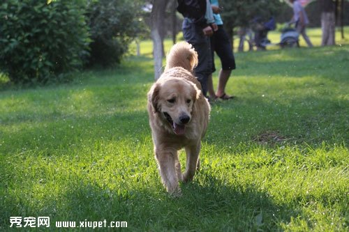 金毛犬第一次進家怎麼辦？