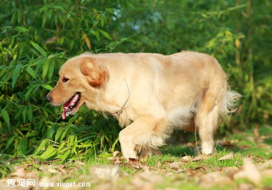 不同性格的金毛犬怎麼訓練？