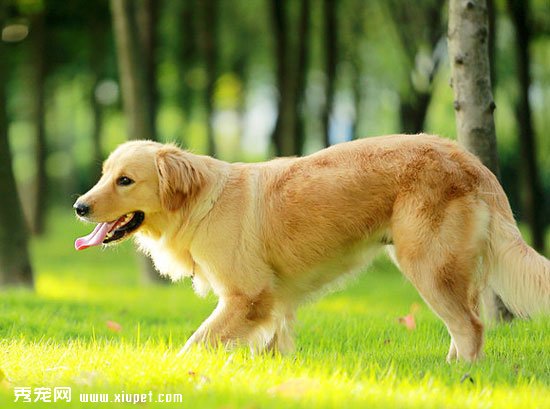 金毛犬好訓練嗎？訓練金毛犬的10大要點