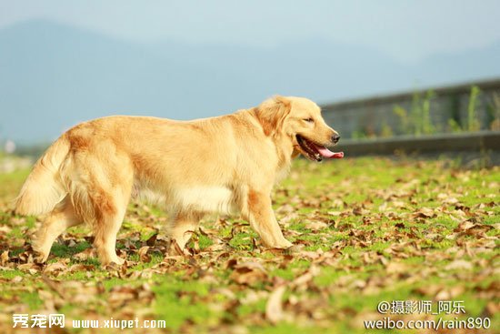金毛好訓練嗎？訓練金毛犬的三大原則