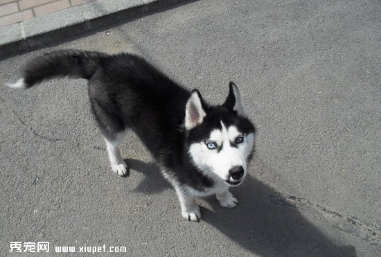 幼犬哈士奇好訓練嗎？哈士奇幼犬的訓練方法