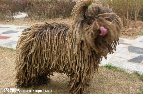 狗狗走失該怎麼處理？