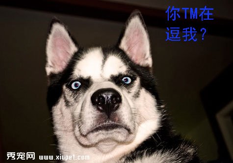 哈士奇的正確訓練方法