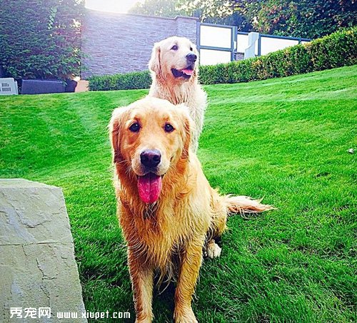 母犬生寶寶的接生准備