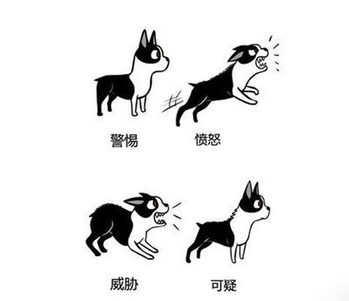 狗狗肢體語言的表達意思