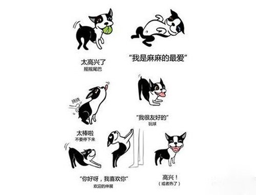 狗狗肢體語言的表達意思
