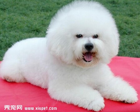 比熊幼犬的訓練方法大全