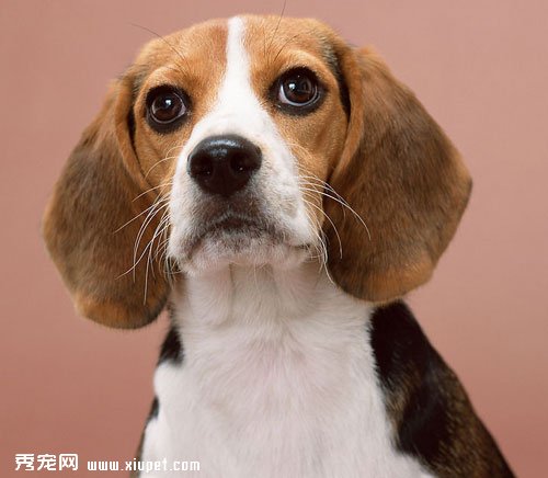 生活中讓狗狗感到恐懼的事物