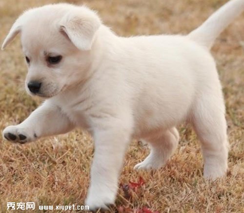 根據狗狗特性訓練的四個方法