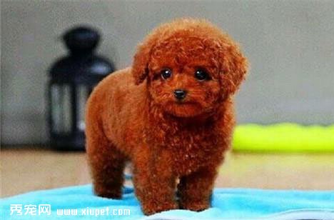貴賓犬訓練的五個基本方法