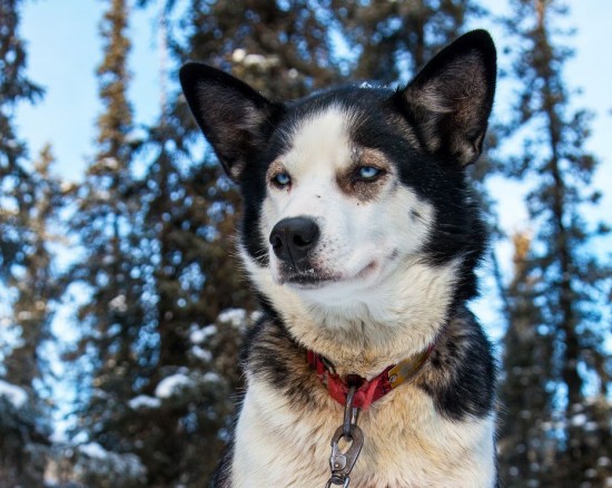 雪橇犬是怎樣煉成的