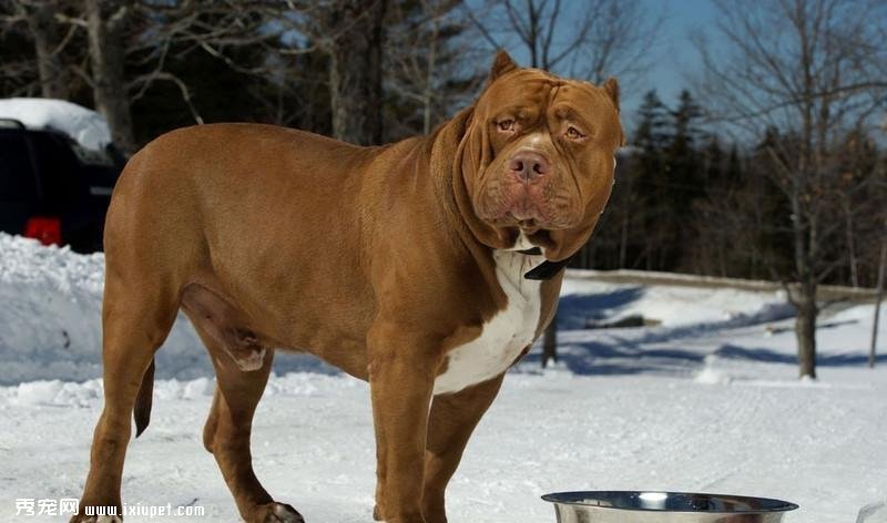 比特犬不怕疼嗎？