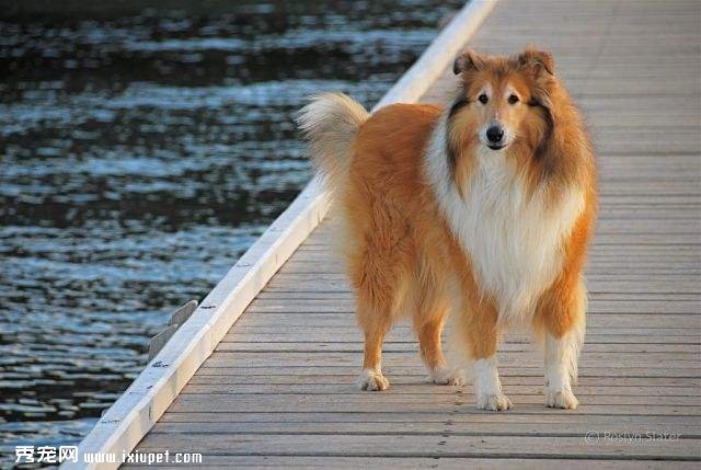 蘇格蘭牧羊犬的價格如何？