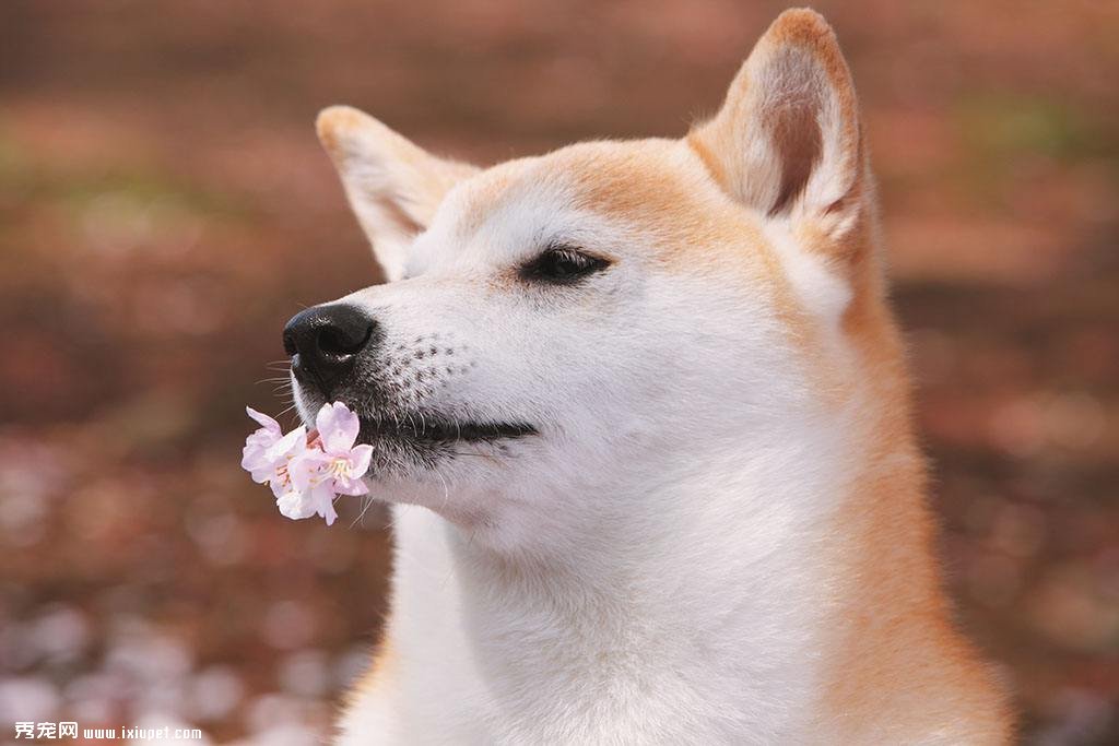 購買柴犬時要注意什麼？