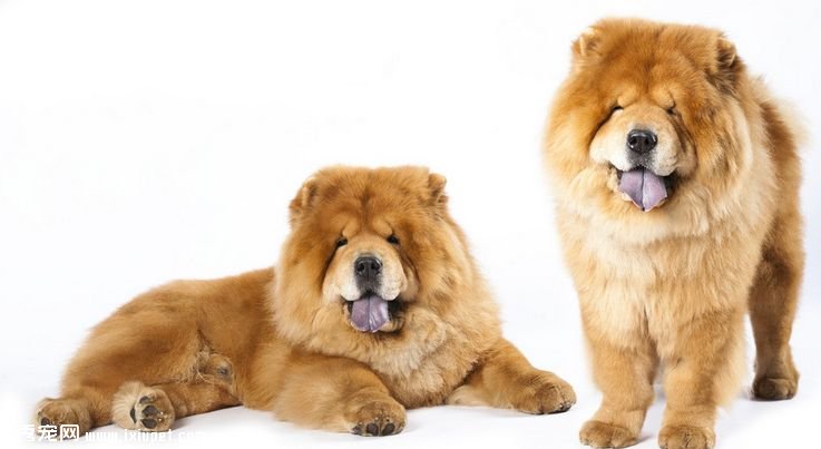 松獅幼犬購買時要注意的陷阱和騙局
