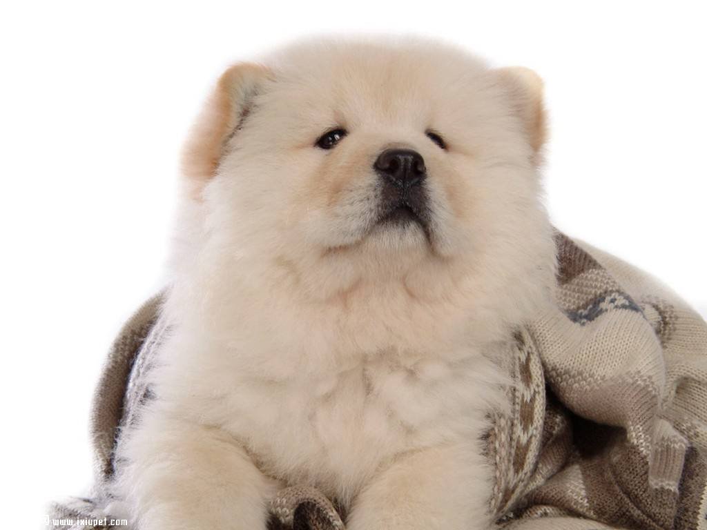 怎麼能挑選出一只健康的松獅幼犬呢