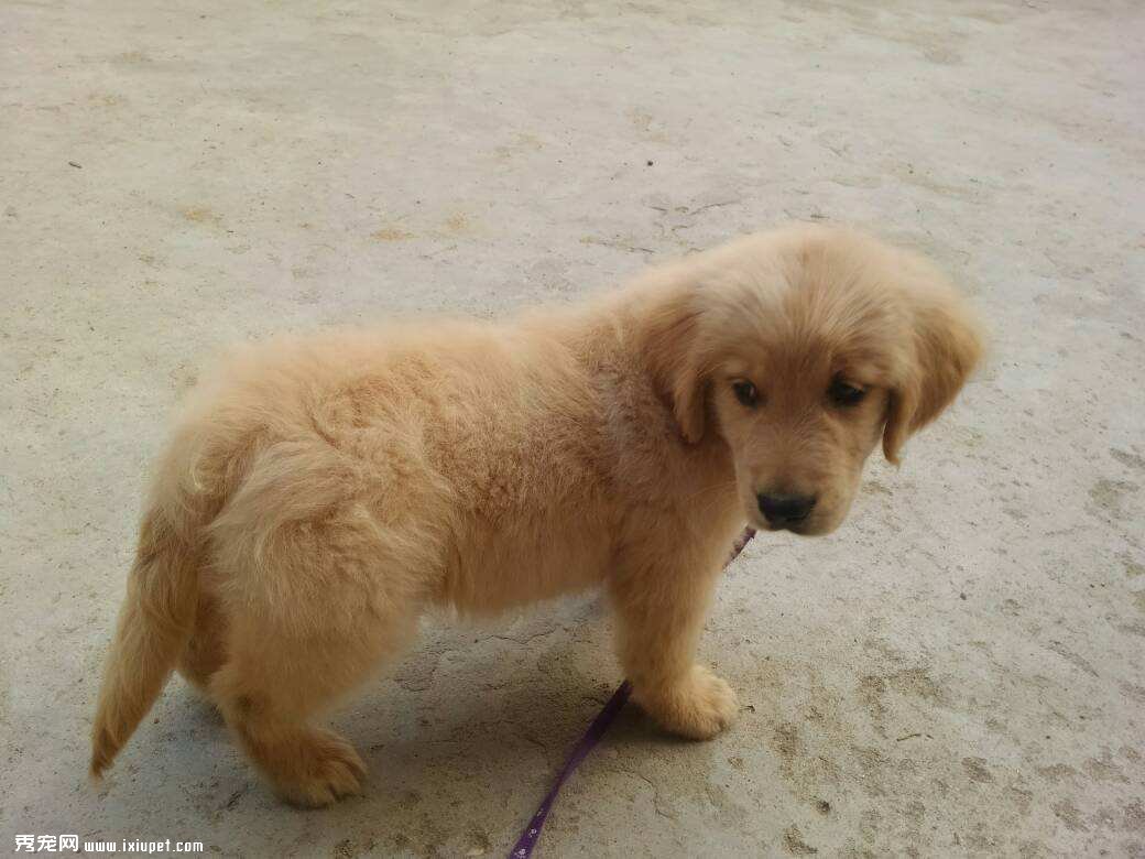 金毛犬的標准體型與體重