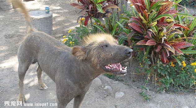 印加無毛犬圖片欣賞