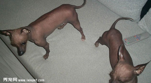 印加無毛犬價格
