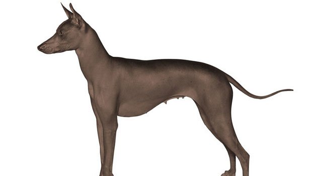 印加無毛犬飼養方法