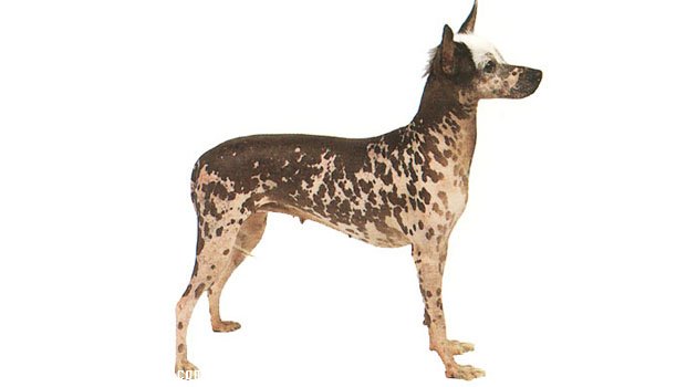 印加無毛犬訓練