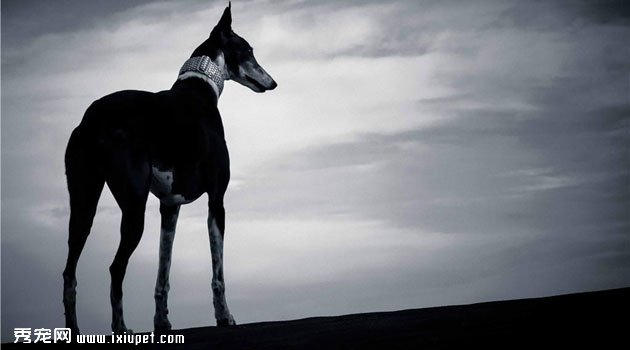 靈缇犬價格