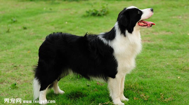 邊境牧羊犬圖片欣賞2