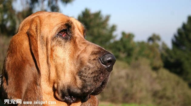尋血獵犬圖片欣賞3