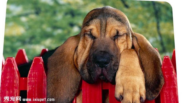 尋血獵犬圖片欣賞4