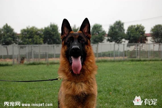 常見的工作犬都有哪些？