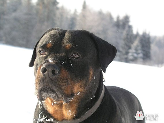常見的工作犬都有哪些？