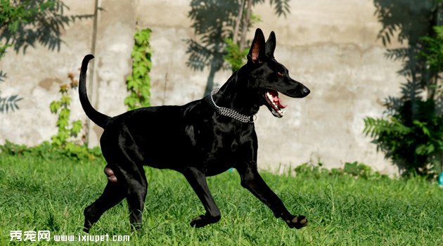 黑狼犬價格