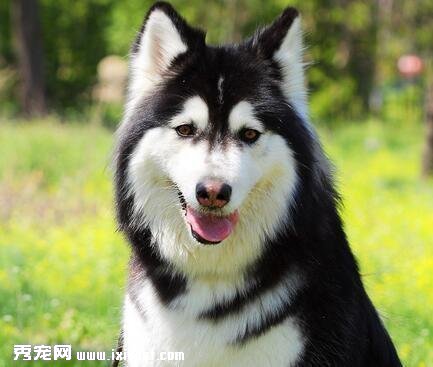 怎麼挑選巨型阿拉斯加幼犬？挑選幼犬需注意什麼？