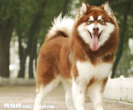 阿拉斯加雪橇犬幼崽價格如何？怎麼挑選健康的幼崽？