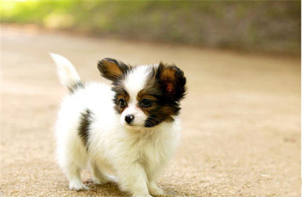 純種蝴蝶犬多少錢？選購時要注意什麼事項？
