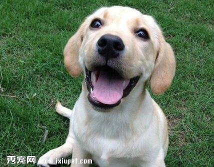 拉布拉多犬的價格怎麼樣？怎麼挑選拉布拉多？