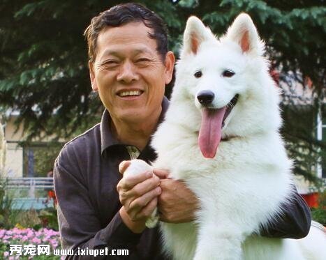 薩摩耶犬多少錢一只