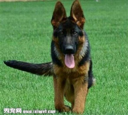 怎麼分辨純種德國牧羊犬？挑選時要注意什麼事項？
