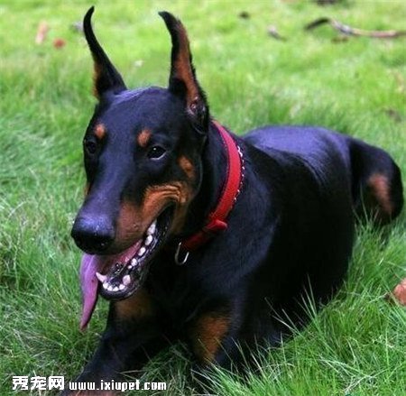 如何挑選好的杜賓犬？挑選時應該注意什麼事項？