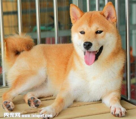 純種秋田犬價格多少