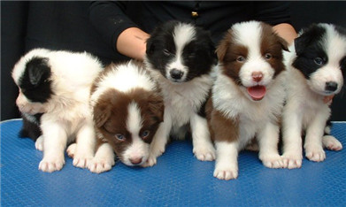 如何挑選邊境牧羊犬幼崽