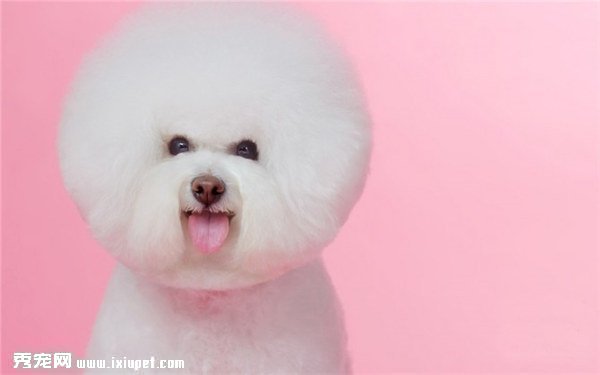 怎樣挑選剛滿月的比熊犬？喂養滿月的比熊犬需要注意什麼？