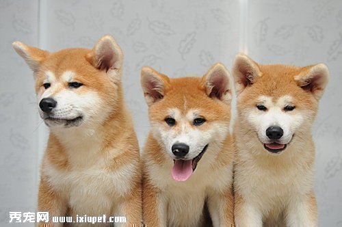 秋田犬多少錢
