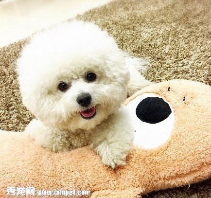 比熊犬多少錢一只