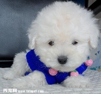 比熊犬幼崽怎麼挑選