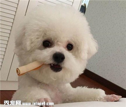怎樣選購比熊犬